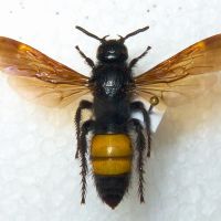 Scolia hirta
