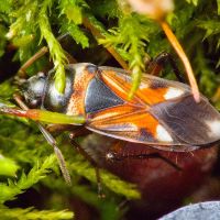 Raglius alboacuminatus