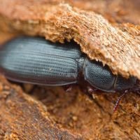 Tenebroides fuscus