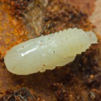 Ips sexdentatus