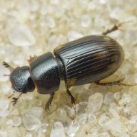 Aphodius (Chilothorax) distinctus