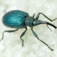 Cyanapion columbinum
