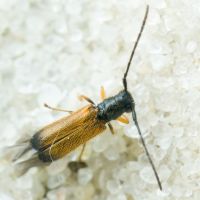 Tetrops praeustus