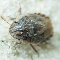 Menaccarus (Oploscelis) arenicola