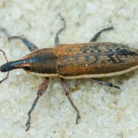 Lixus (Compsolixus) albomarginatus