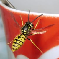Vespula germanica