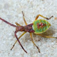 Gonocerus juniperi