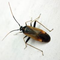 Adelphocoris seticornis
