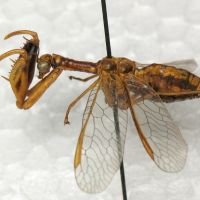 Mantispa lobata