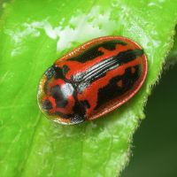 Pilemostoma fastuosa