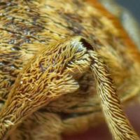 Curculio venosus