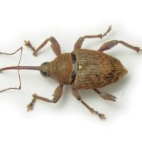 Curculio (Curculio) glandium