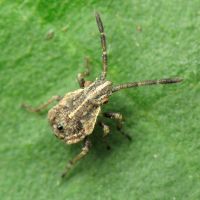 Stictopleurus