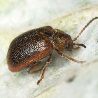 Lochmaea crataegi