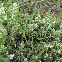 Galium