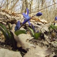 Scilla siberica