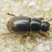 Aphodius (Chilothorax) distinctus