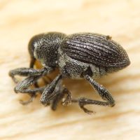 Archarius (Archarius) pyrrhoceras