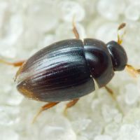Cercyon