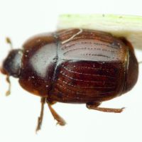 Carcinops troglodytes