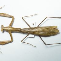 Mantidae