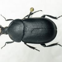 Ablattaria arenaria
