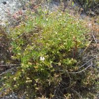 Asperula tephrocarpa