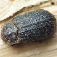 Trox scaber