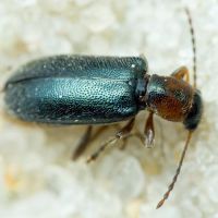 Orsodacne humeralis