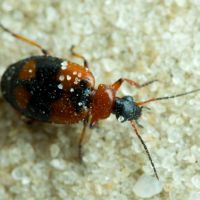 Lebia cruxminor