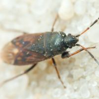 Megalonotus chiragra
