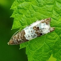 Notocelia