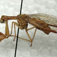 Mantispa lobata