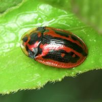 Pilemostoma fastuosa
