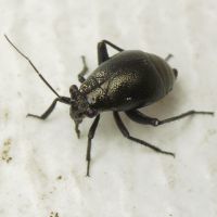 Piezocranum simulans