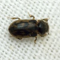 Heterocerus fenestratus