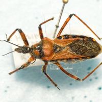 Rhynocoris iracundus