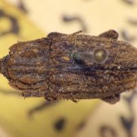 Dastarcus porosus