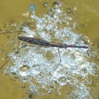 Hydrometra stagnorum