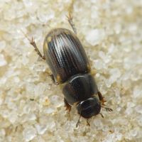 Aphodius (Chilothorax) distinctus