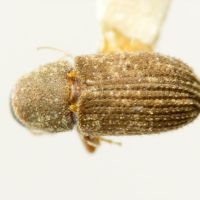 Pteleobius kraatzii