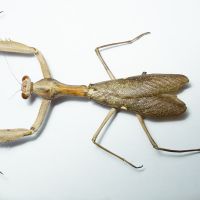 Mantidae