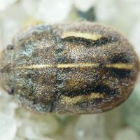 Odontoscelis (Odontoscelis) lineola