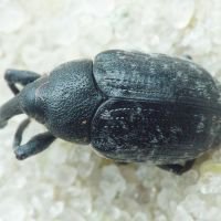 Larinus (Phyllonomeus) jaceae