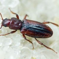 Bothrideres bipunctatus