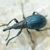 Loborhynchapion amethystinum