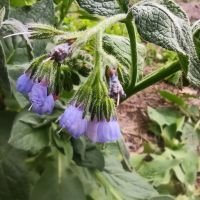 Symphytum asperum