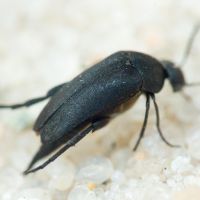Mordellidae