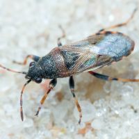Heterogaster artemisiae