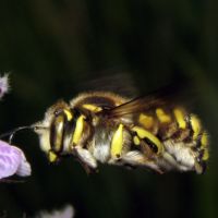 Anthidium florentinum